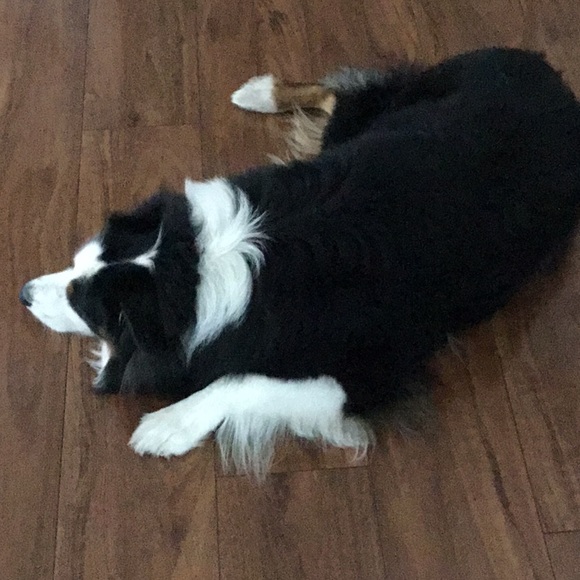 Meet your Posher, Shelley π¨π¦ - Picture 1 of 1